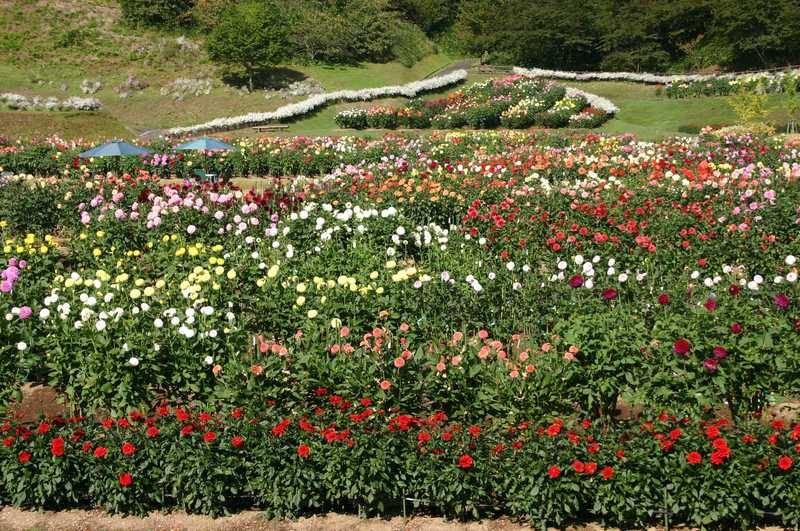 ゆうわ国際ダリア園の画像