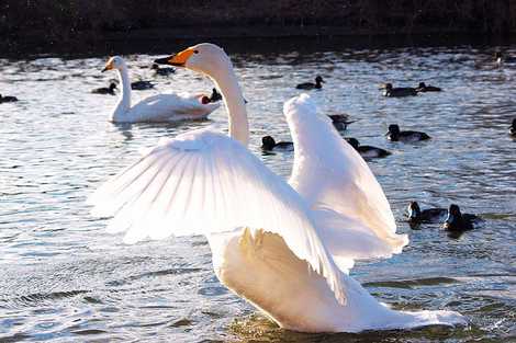 あぶくま親水公園の画像