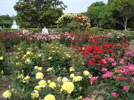 茨城県植物園 日立周辺 植物園 の施設情報 いつもnavi