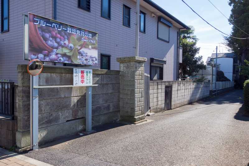 島村ブルーベリー園の画像