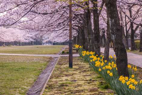 宝野公園の画像