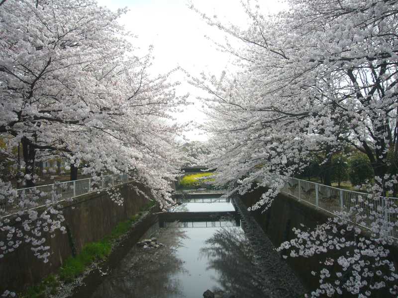 仙川公園の画像