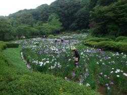 薬師池公園の画像