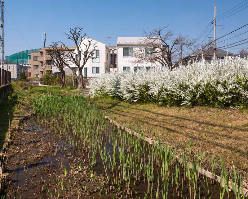 丸子川親水公園の画像