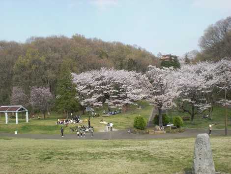 都立桜ケ丘公園の画像