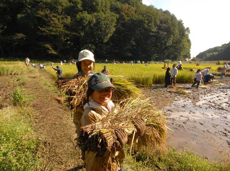 東京都立野山北・六道山公園の画像