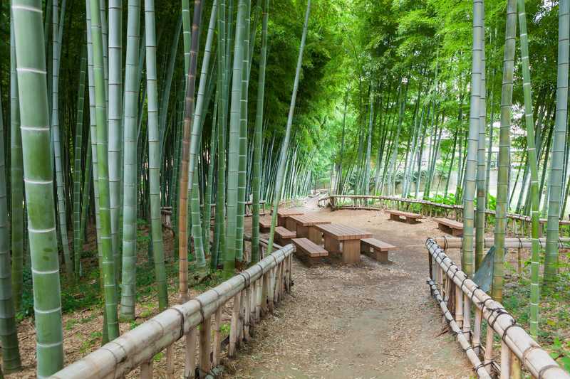 竹林公園の画像