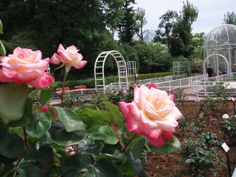 横浜市こども植物園の画像