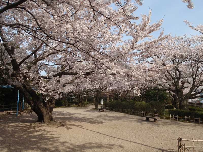 小丸山城址公園の画像