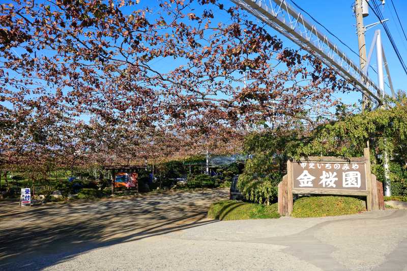 甲斐いちのみや金桜園の画像