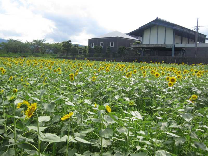 大垣市歴史民俗資料館の画像