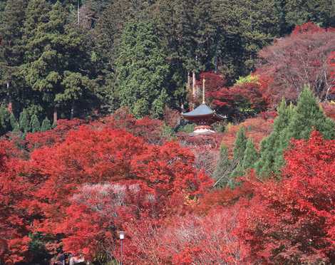 勝尾寺の画像