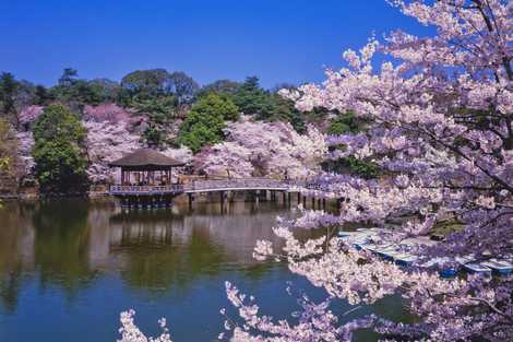 奈良公園 奈良公園の画像