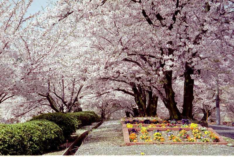 種松山公園の画像