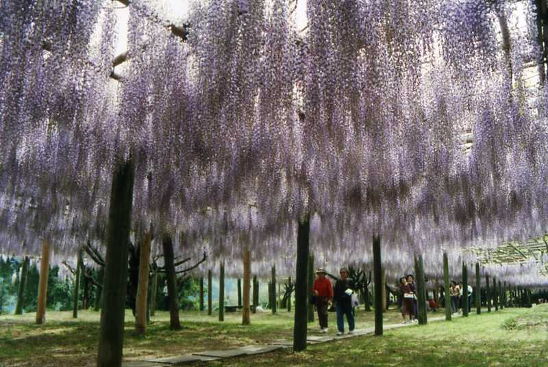 吉祥寺公園の画像