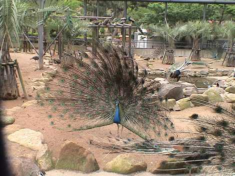 長崎県立大村湾自然公園大崎くじゃく園 佐世保 平戸 近隣公園 の施設情報 いつもnavi