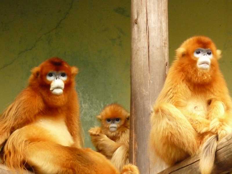 熊本市動植物園の画像