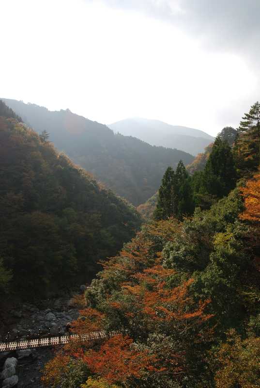 樅木吊橋の画像