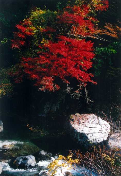椎葉渓谷 椎葉渓谷の画像