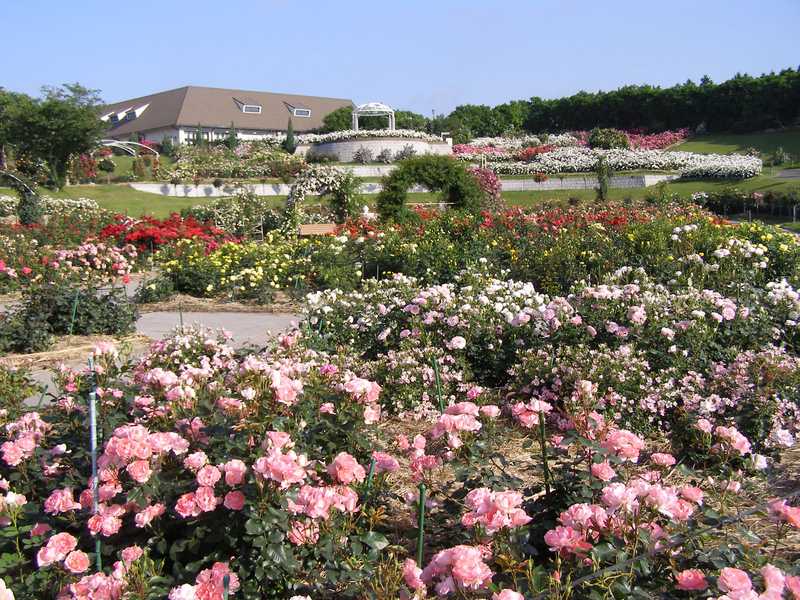 霧島ケ丘公園の画像