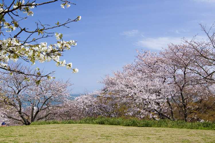 白野江植物公園の画像