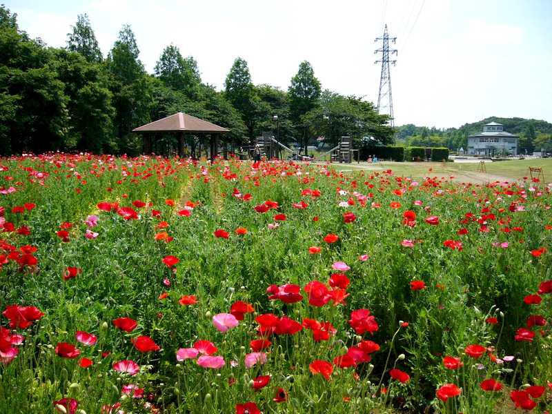 大宮花の丘農林公苑の画像