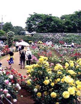 千葉市都市緑化植物園 千葉 植物園 の施設情報 いつもnavi