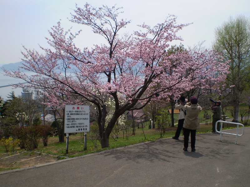 手宮緑化植物園の画像