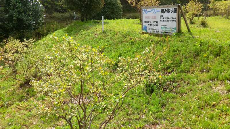 興梠ブルーベリー園の画像