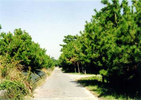 有明海岸松並木 有明海岸松並木の画像