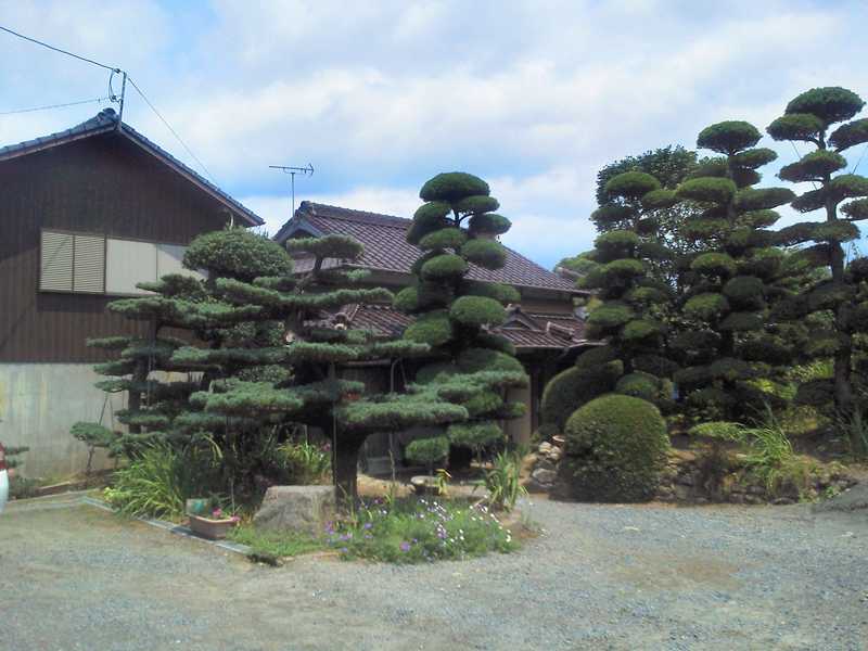 行徳果樹園ピオーネの森の画像