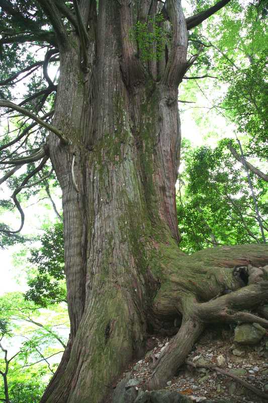 倉沢のヒノキの画像