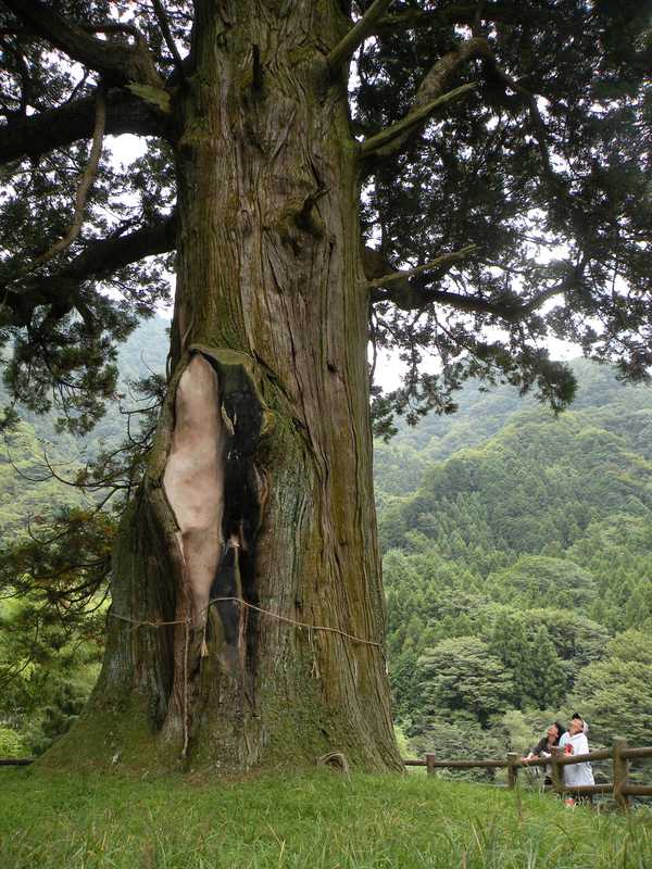 中川のほうき杉の画像