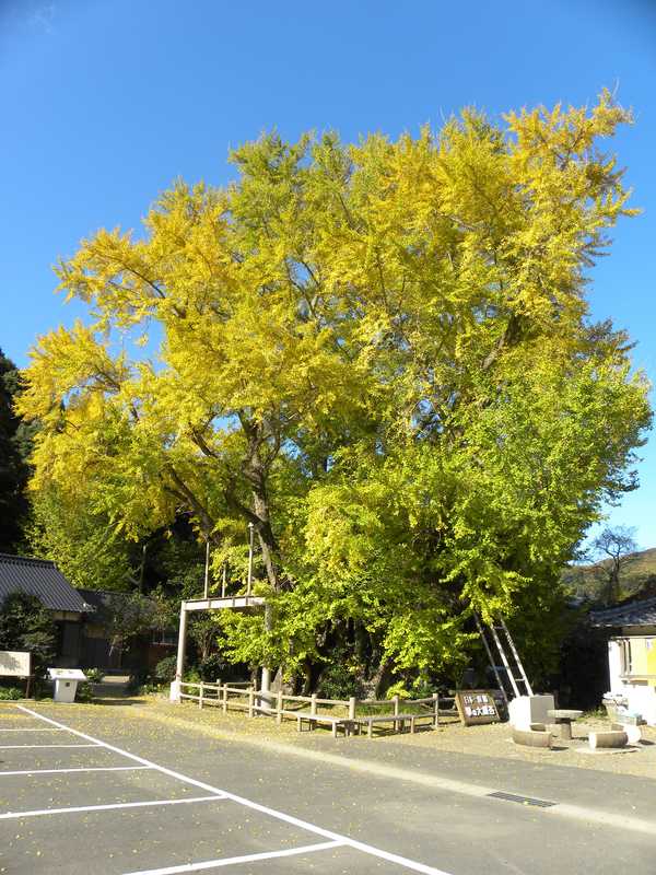 琴のいちょうの画像