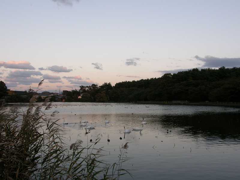 弁天潟風致公園の画像