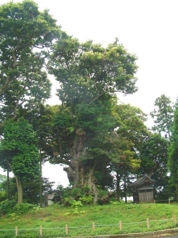 府馬の大クスの画像