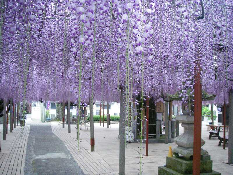 山崎大歳神社の千年藤の画像