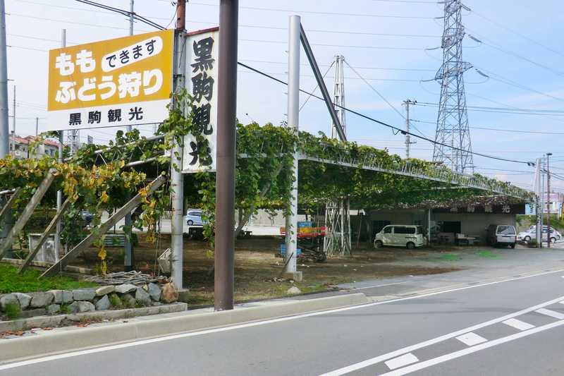 黒駒観光ブドー園の画像