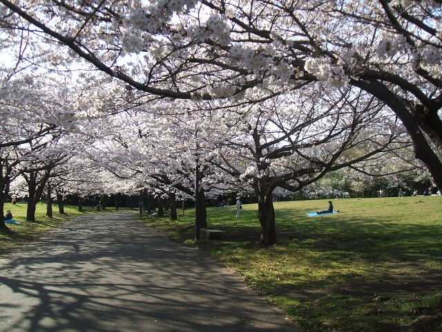 東京都立大井ふ頭中央海浜公園の画像