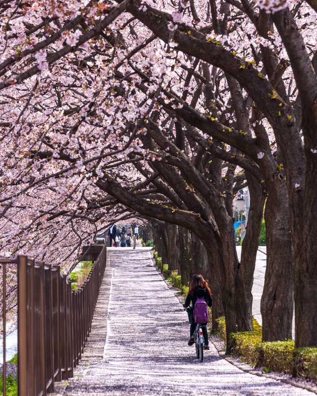 三沢川サイクリングロードの画像