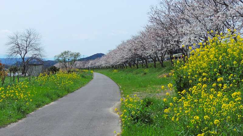 今川堤サイクリング道路の画像