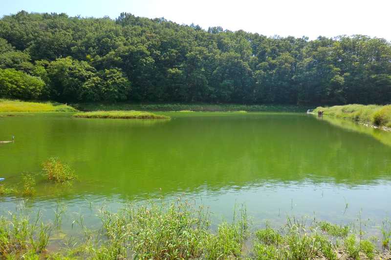 竜華池（藤川支流）の画像