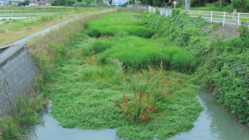 ホタルの里（尺岳川・近津川）の画像