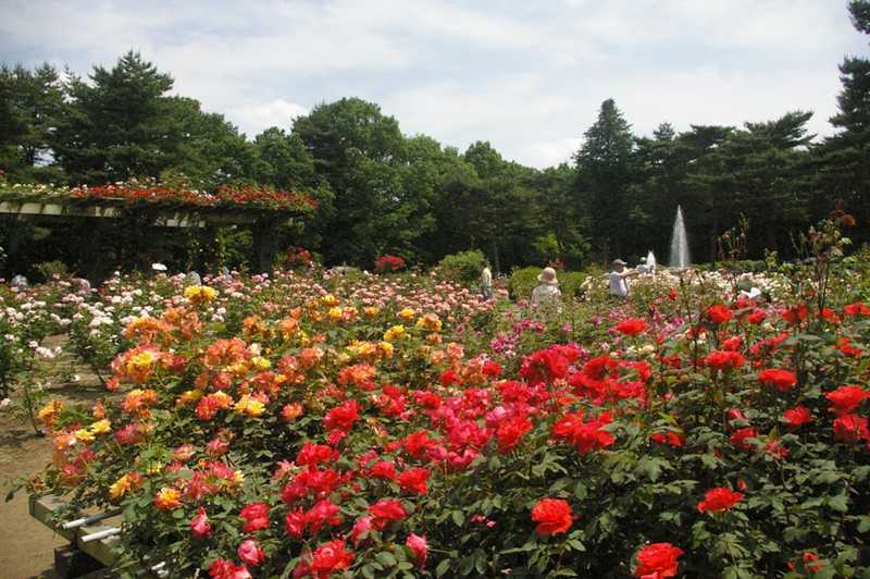 栃木県井頭公園の画像