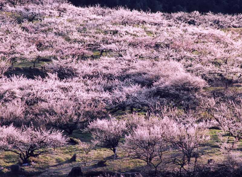 秋間梅林まつりの画像