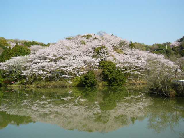 田辺市桜まつりの画像