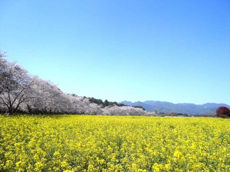 西都花まつりの画像