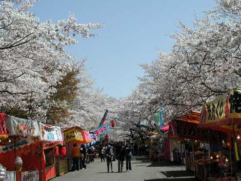 もちお桜まつりの画像