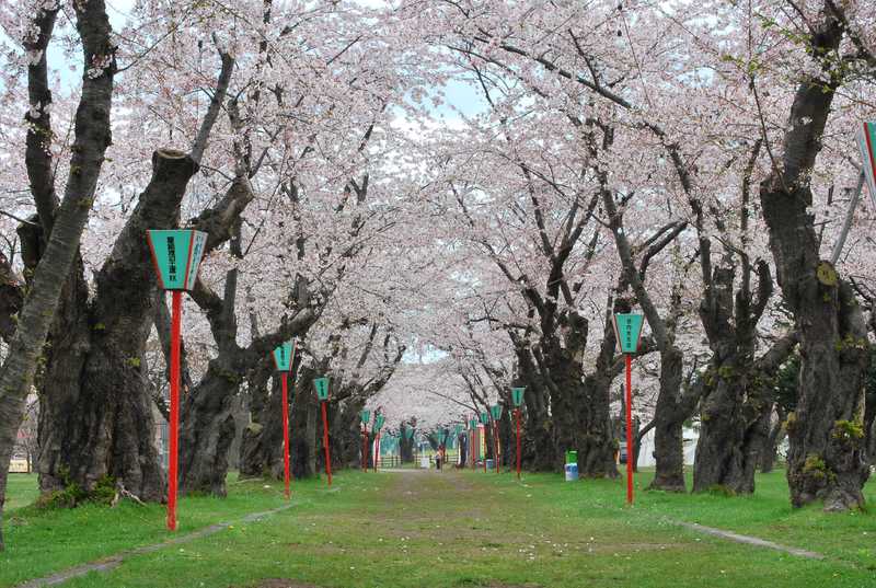 青葉ケ丘公園の画像