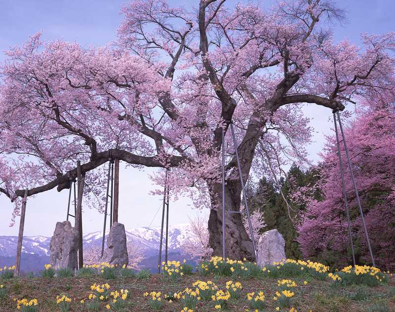 釜の越桜の画像